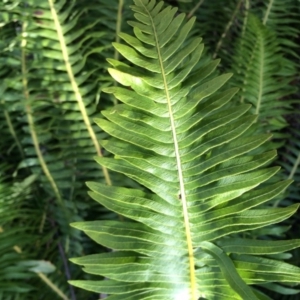 Blechnum nudum at Cotter River, ACT - 23 Aug 2014 11:43 AM