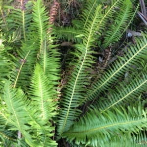 Blechnum nudum at Cotter River, ACT - 23 Aug 2014 11:43 AM