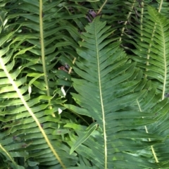 Blechnum nudum at Cotter River, ACT - 23 Aug 2014 11:43 AM