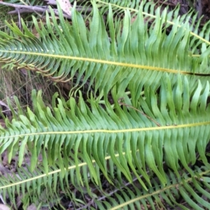 Blechnum nudum at Cotter River, ACT - 23 Aug 2014 11:43 AM