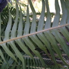 Blechnum nudum at Cotter River, ACT - 23 Aug 2014 11:43 AM