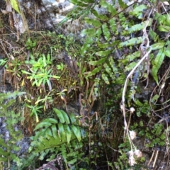 Blechnum minus (Soft Water Fern) at Cotter River, ACT - 23 Aug 2014 by AaronClausen