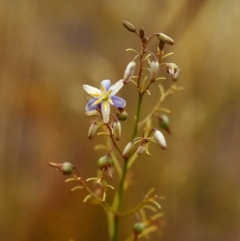 Dianella sp. aff. longifolia (Benambra) (Pale Flax Lily, Blue Flax Lily) at Conder, ACT - 24 Jan 2000 by MichaelBedingfield