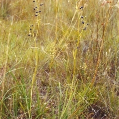 Dianella sp. aff. longifolia (Benambra) (Pale Flax Lily, Blue Flax Lily) at Conder, ACT - 25 Jan 2000 by MichaelBedingfield