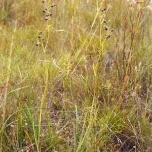 Dianella sp. aff. longifolia (Benambra) at Conder, ACT - 25 Jan 2000 12:00 AM