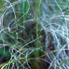 Thysanotus patersonii (Twining Fringe Lily) at Tuggeranong Hill - 25 Oct 2000 by michaelb