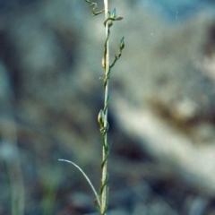 Thysanotus patersonii (Twining Fringe Lily) at Theodore, ACT - 9 Oct 2006 by MichaelBedingfield