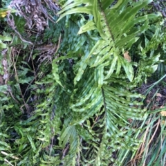 Blechnum wattsii at Namadgi National Park - 23 Aug 2014 by AaronClausen