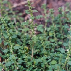 Dysphania pumilio (Small Crumbweed) at Gigerline Nature Reserve - 16 Mar 2005 by michaelb