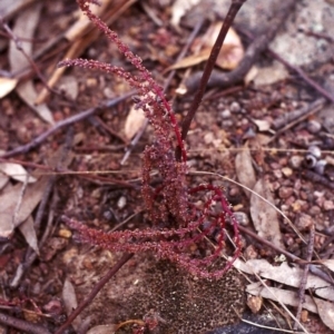 Crassula sieberiana at Conder, ACT - 24 Jan 2000