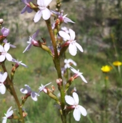 Stylidium graminifolium (grass triggerplant) at Kambah, ACT - 16 Nov 2015 by RosemaryRoth