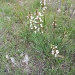 Stylidium graminifolium at Kambah, ACT - 16 Nov 2015