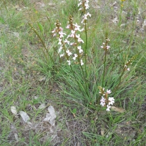 Stylidium graminifolium at Kambah, ACT - 16 Nov 2015 03:02 PM