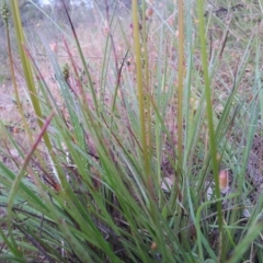 Stylidium graminifolium at Kambah, ACT - 16 Nov 2015 03:02 PM