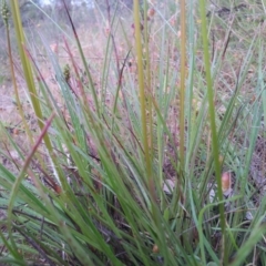 Stylidium graminifolium at Kambah, ACT - 16 Nov 2015
