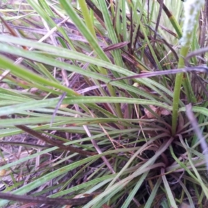 Stylidium graminifolium at Kambah, ACT - 16 Nov 2015