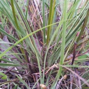 Stylidium graminifolium at Kambah, ACT - 16 Nov 2015