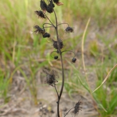 Drosera (genus) (A Sundew) at Bigga, NSW - 17 Oct 2015 by JanetRussell
