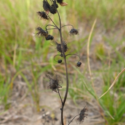 Drosera sp. (A Sundew) at Bigga, NSW - 17 Oct 2015 by JanetRussell