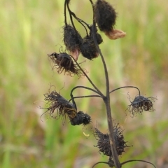 Drosera sp. at Bigga, NSW - 17 Oct 2015