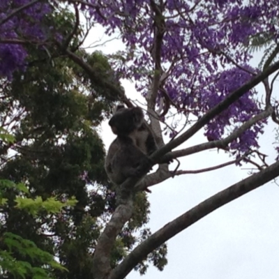 Phascolarctos cinereus (Koala) at  - 3 Nov 2015 by Satoriefamily@gmail.com