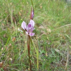 Diuris dendrobioides (Late Mauve Doubletail) at Kambah, ACT - 16 Nov 2015 by RosemaryRoth