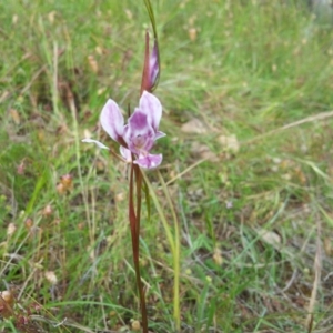 Diuris dendrobioides at suppressed - suppressed