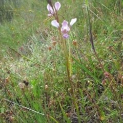 Diuris dendrobioides at suppressed - suppressed