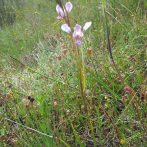 Diuris dendrobioides at suppressed - suppressed