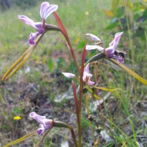 Diuris dendrobioides at suppressed - suppressed