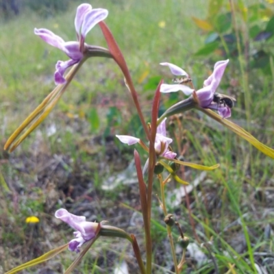 Diuris dendrobioides (Late Mauve Doubletail) at Kambah, ACT - 16 Nov 2015 by RosemaryRoth