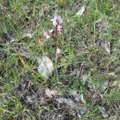 Diuris dendrobioides at suppressed - suppressed