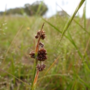 Luzula densiflora at Bigga, NSW - 17 Oct 2015