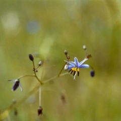 Dianella revoluta var. revoluta (Black-Anther Flax Lily) at Tuggeranong Hill - 19 Nov 1999 by michaelb