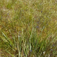 Dianella revoluta var. revoluta at Conder, ACT - 20 Nov 1999