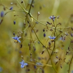 Dianella revoluta var. revoluta (Black-Anther Flax Lily) at Conder, ACT - 21 Nov 1999 by MichaelBedingfield