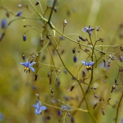 Dianella revoluta var. revoluta (Black-Anther Flax Lily) at Conder, ACT - 20 Nov 1999 by michaelb