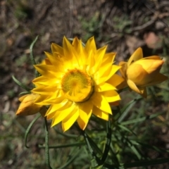 Xerochrysum viscosum (Sticky Everlasting) at Majura, ACT - 24 Aug 2014 by AaronClausen