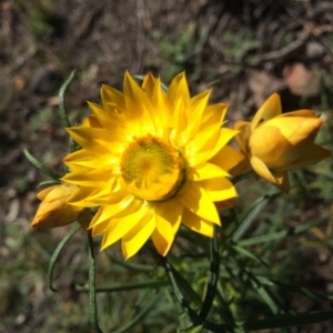 Xerochrysum viscosum at Majura, ACT - 24 Aug 2014 02:42 PM