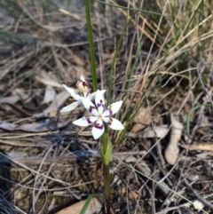 Wurmbea dioica subsp. dioica (Early Nancy) at Canberra Central, ACT - 24 Aug 2014 by AaronClausen