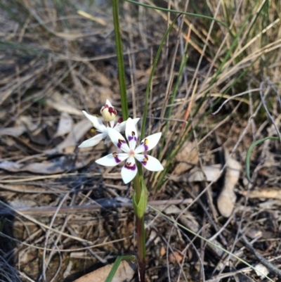 Wurmbea dioica subsp. dioica (Early Nancy) at Mount Majura - 24 Aug 2014 by AaronClausen