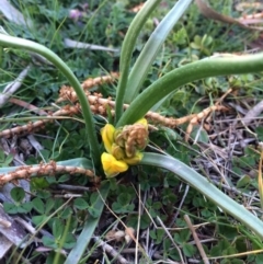 Bulbine bulbosa (Golden Lily, Bulbine Lily) at Canberra Central, ACT - 24 Aug 2014 by AaronClausen