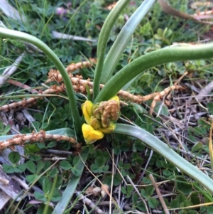 Bulbine bulbosa at Canberra Central, ACT - 24 Aug 2014