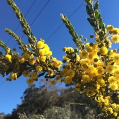 Acacia paradoxa (Kangaroo Thorn) at Mount Ainslie - 24 Aug 2014 by AaronClausen