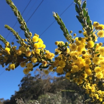 Acacia paradoxa (Kangaroo Thorn) at Majura, ACT - 24 Aug 2014 by AaronClausen