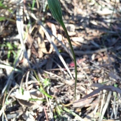 Microseris walteri (Yam Daisy, Murnong) at Mount Majura - 24 Aug 2014 by AaronClausen