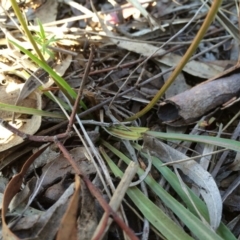 Microseris walteri at Hackett, ACT - 24 Aug 2014