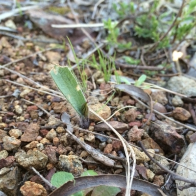 Caladenia actensis (Canberra Spider Orchid) at Hackett, ACT - 24 Aug 2014 by AaronClausen