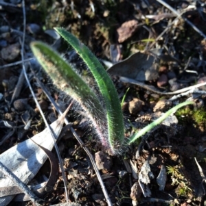 Caladenia actensis at suppressed - 24 Aug 2014