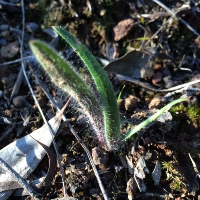 Caladenia actensis (Canberra Spider Orchid) at Hackett, ACT - 24 Aug 2014 by AaronClausen